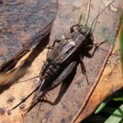 Bobilla sp. (genus) (A Small field cricket) at Mongarlowe, NSW - 19 Mar 2024 by LisaH