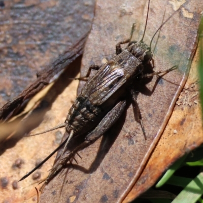 Bobilla sp. (genus) (A Small field cricket) at QPRC LGA - 19 Mar 2024 by LisaH