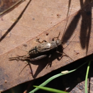 Bobilla sp. (genus) at QPRC LGA - 19 Mar 2024