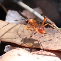 Stiromesostenus sp. (genus) (An ichneumon wasp) at QPRC LGA - 19 Mar 2024 by LisaH