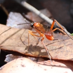 Unidentified Wasp (Hymenoptera, Apocrita) at Mongarlowe River - 19 Mar 2024 by LisaH
