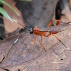 Stiromesostenus sp. (genus) at QPRC LGA - suppressed