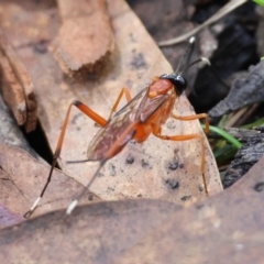 Stiromesostenus sp. (genus) at suppressed - 19 Mar 2024