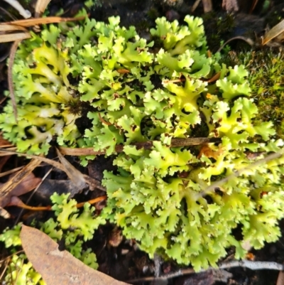 Cladia muelleri (A lichen) at Gungaderra Grasslands - 19 Mar 2024 by WalkYonder