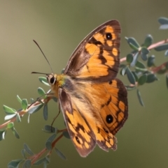 Heteronympha penelope (Shouldered Brown) at Mongarlowe River - 19 Mar 2024 by LisaH