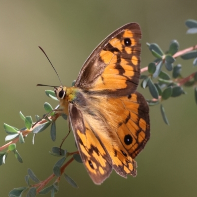 Heteronympha penelope (Shouldered Brown) at Mongarlowe River - 19 Mar 2024 by LisaH