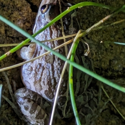 Limnodynastes peronii (Brown-striped Frog) at Watson, ACT - 19 Mar 2024 by AniseStar