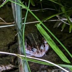 Limnodynastes peronii at Watson, ACT - suppressed