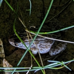 Limnodynastes peronii at Watson, ACT - suppressed