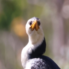 Microcarbo melanoleucos (Little Pied Cormorant) at QPRC LGA - 19 Mar 2024 by LisaH