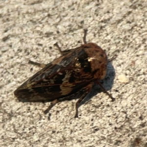 Eurypella tasmaniensis at Legacy Park Woodland Reserve - 20 Mar 2024 06:40 PM