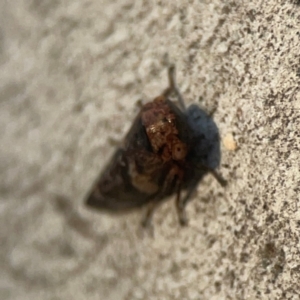 Eurypella tasmaniensis at Legacy Park Woodland Reserve - 20 Mar 2024 06:40 PM