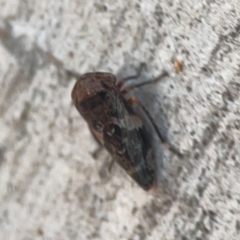 Eurypella tasmaniensis at Legacy Park Woodland Reserve - 20 Mar 2024