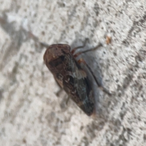 Eurypella tasmaniensis at Legacy Park Woodland Reserve - 20 Mar 2024