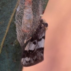 Anestia ombrophanes (Clouded Footman) at Legacy Park Woodland Reserve - 20 Mar 2024 by Hejor1