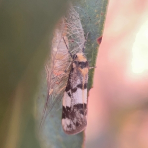 Anestia ombrophanes at Legacy Park Woodland Reserve - 20 Mar 2024 06:25 PM