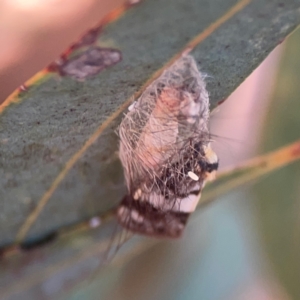 Anestia ombrophanes at Legacy Park Woodland Reserve - 20 Mar 2024 06:25 PM