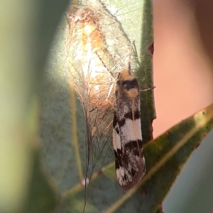 Anestia ombrophanes at Legacy Park Woodland Reserve - 20 Mar 2024