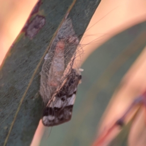 Anestia ombrophanes at Legacy Park Woodland Reserve - 20 Mar 2024 06:25 PM