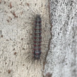 Anestia (genus) at Campbell, ACT - 20 Mar 2024