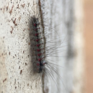 Anestia (genus) at Campbell, ACT - 20 Mar 2024