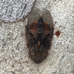 Stenocotis depressa (Leafhopper) at Legacy Park Woodland Reserve - 20 Mar 2024 by Hejor1