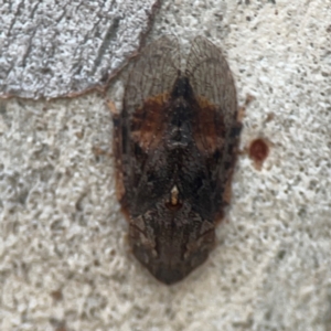 Stenocotis depressa at Legacy Park Woodland Reserve - 20 Mar 2024