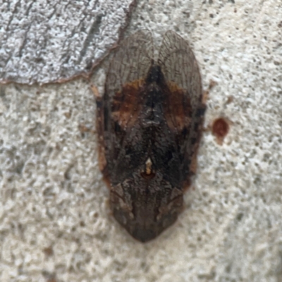 Stenocotis depressa (Leafhopper) at Campbell, ACT - 20 Mar 2024 by Hejor1