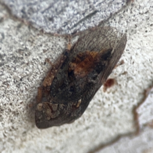 Stenocotis depressa at Legacy Park Woodland Reserve - 20 Mar 2024