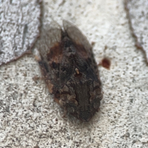 Stenocotis depressa at Legacy Park Woodland Reserve - 20 Mar 2024