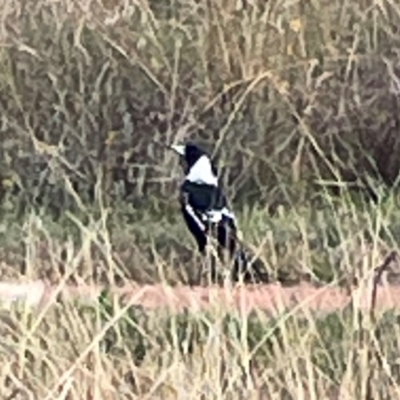 Gymnorhina tibicen (Australian Magpie) at Legacy Park Woodland Reserve - 20 Mar 2024 by Hejor1