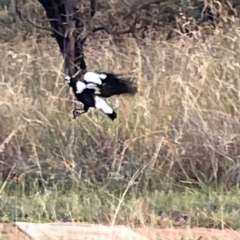 Gymnorhina tibicen at Legacy Park Woodland Reserve - 20 Mar 2024