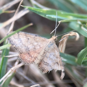 Scopula rubraria at Legacy Park Woodland Reserve - 20 Mar 2024