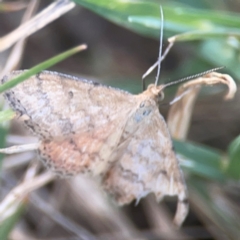 Scopula rubraria at Legacy Park Woodland Reserve - 20 Mar 2024 06:13 PM