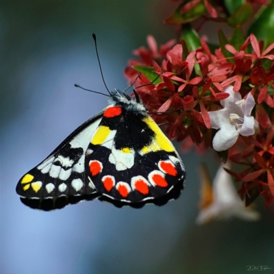 Delias aganippe (Spotted Jezebel) at Page, ACT - 19 Mar 2024 by DonTaylor