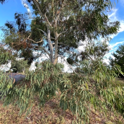 Eucalyptus mannifera (Brittle Gum) at Campbell, ACT - 20 Mar 2024 by Hejor1