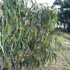 Eucalyptus mannifera at Legacy Park Woodland Reserve - 20 Mar 2024 06:11 PM