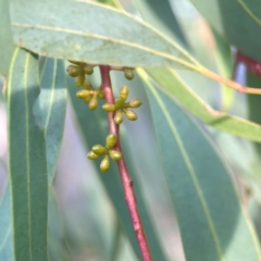 Eucalyptus mannifera at Legacy Park Woodland Reserve - 20 Mar 2024 06:11 PM