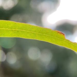 Eucalyptus mannifera at Legacy Park Woodland Reserve - 20 Mar 2024