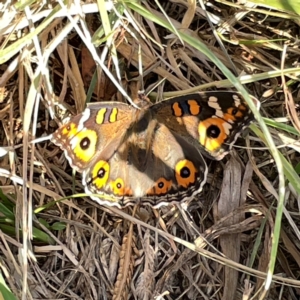 Junonia villida at Legacy Park Woodland Reserve - 20 Mar 2024