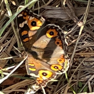 Junonia villida at Legacy Park Woodland Reserve - 20 Mar 2024