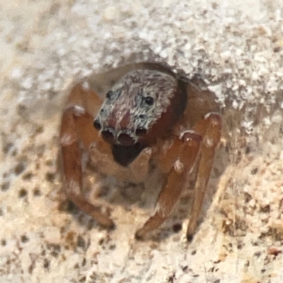 Arasia mollicoma (Flat-white Jumping Spider) at Legacy Park Woodland Reserve - 20 Mar 2024 by Hejor1