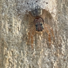 Arasia mollicoma at Legacy Park Woodland Reserve - 20 Mar 2024