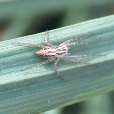 Oxyopes sp. (genus) (Lynx spider) at Legacy Park Woodland Reserve - 20 Mar 2024 by Hejor1