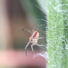 Oxyopes sp. (genus) at Legacy Park Woodland Reserve - 20 Mar 2024