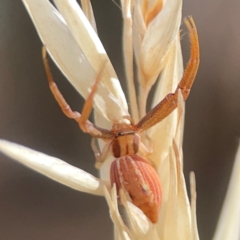 Runcinia acuminata (Pointy Crab Spider) at Legacy Park Woodland Reserve - 20 Mar 2024 by Hejor1