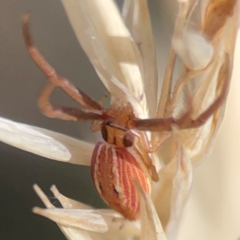 Runcinia acuminata at Legacy Park Woodland Reserve - 20 Mar 2024 05:29 PM