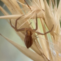 Runcinia acuminata at Legacy Park Woodland Reserve - 20 Mar 2024 05:29 PM