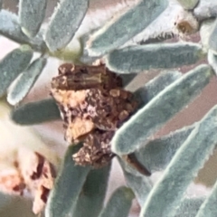 Arkys sp. (genus) at Legacy Park Woodland Reserve - 20 Mar 2024 04:25 PM