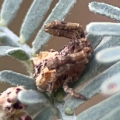 Arkys sp. (genus) at Legacy Park Woodland Reserve - 20 Mar 2024 04:25 PM